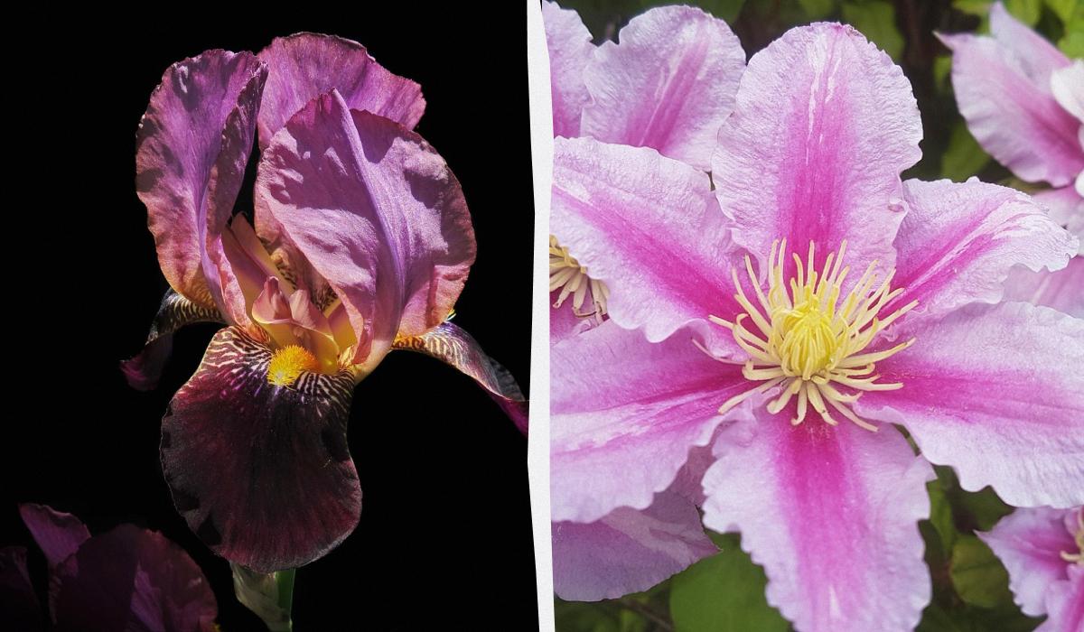 какие цветы нельзя сажать на даче