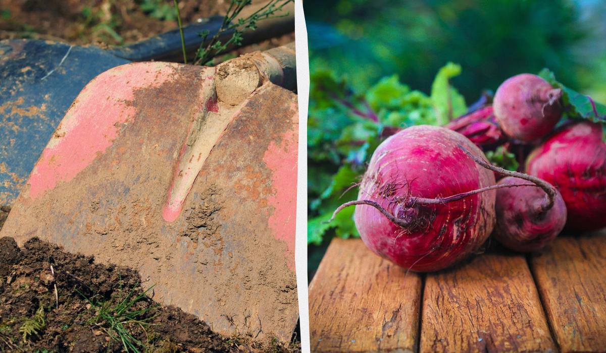 що краще посадити поруч з буряком