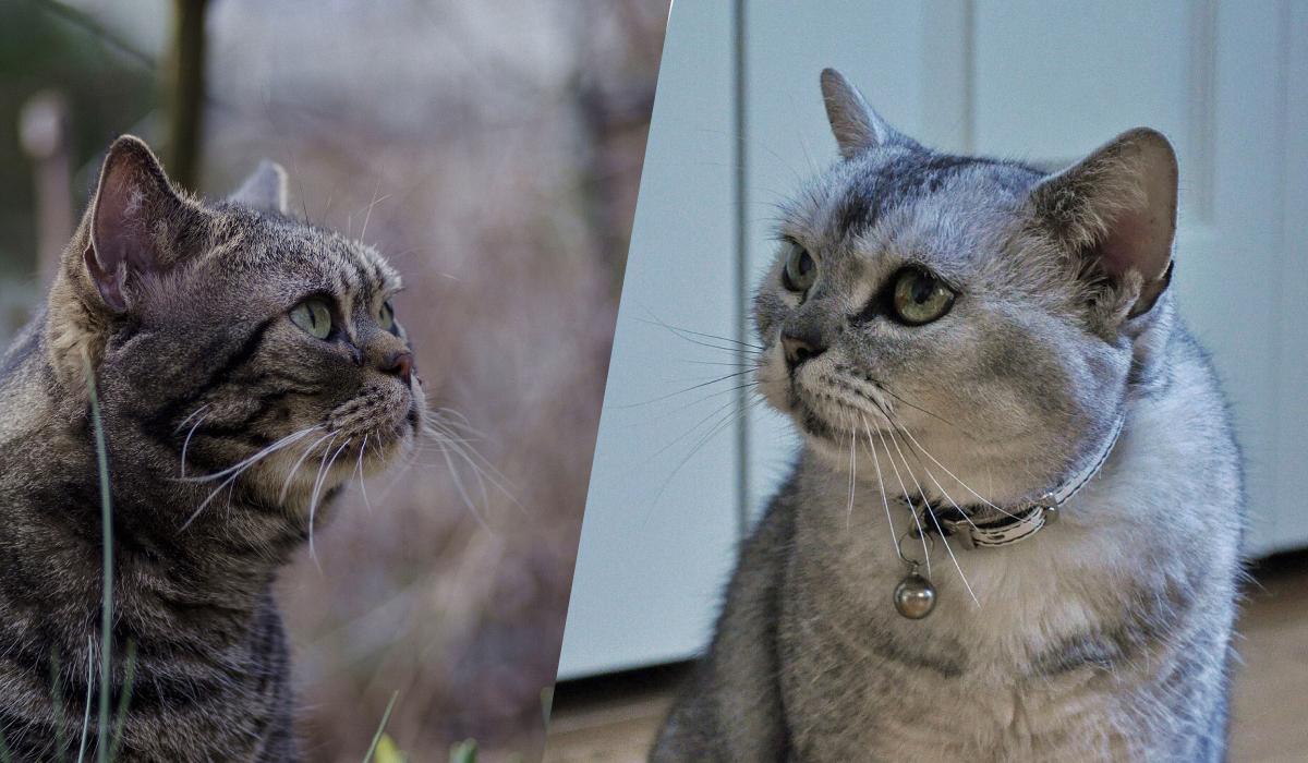 Эта порода кошек является самой редкой в мире из-за генетической мутации: о чем идет речь Эта порода кошек является самой редкой в мире из-за генетической мутации: о чем идет речь