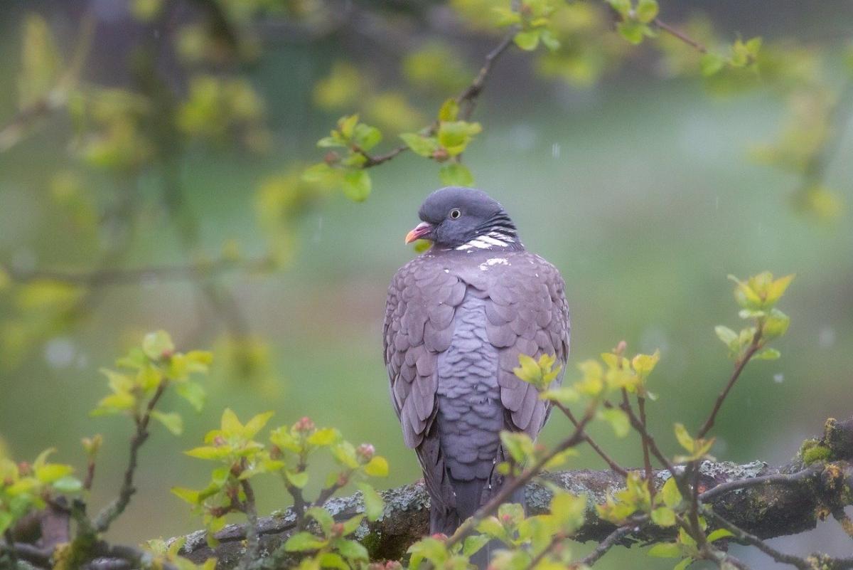 Завтра українців чекають дощі, але є приємний момент, – Діденко