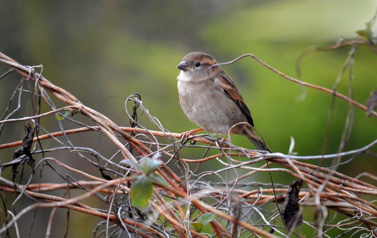 яке сьогодні свято яке сьогодні свято