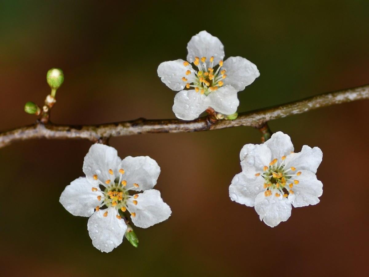 22 квітня погода в Україні покращиться, але ненадовго