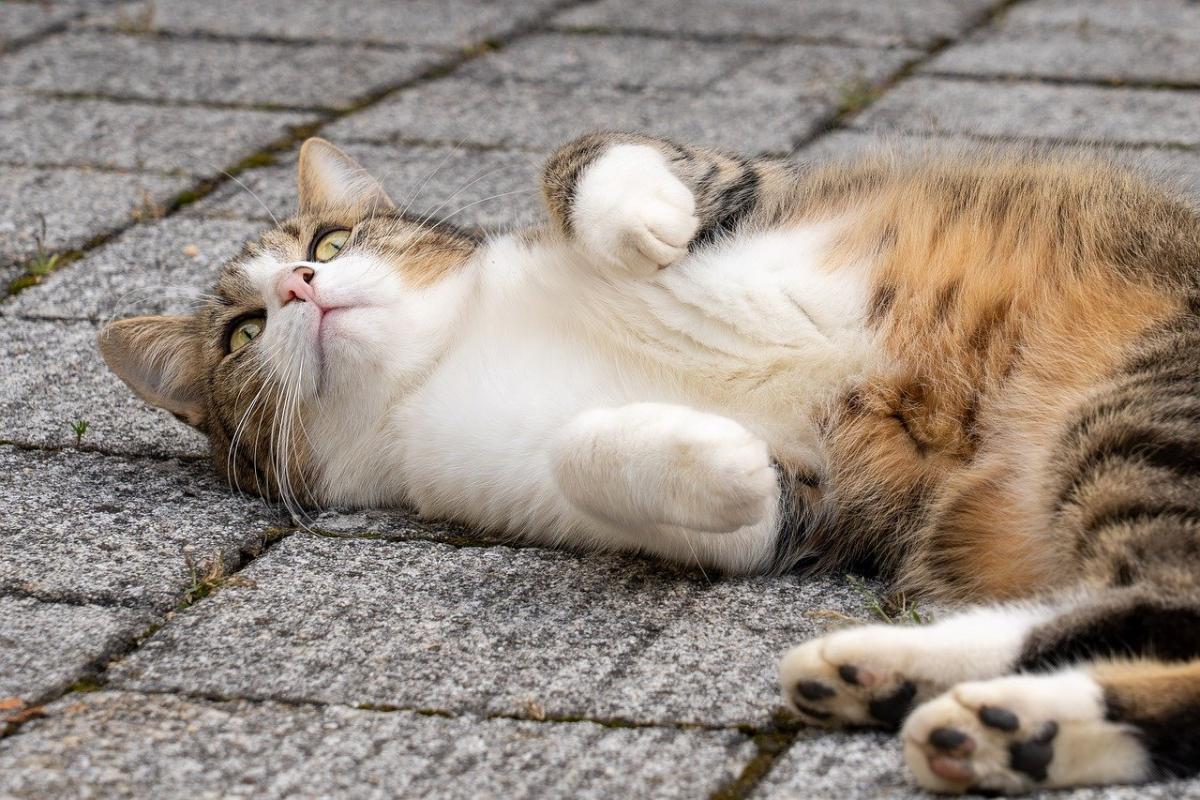 Тепло посилюється: 11 березня Україну розігріє ще більше