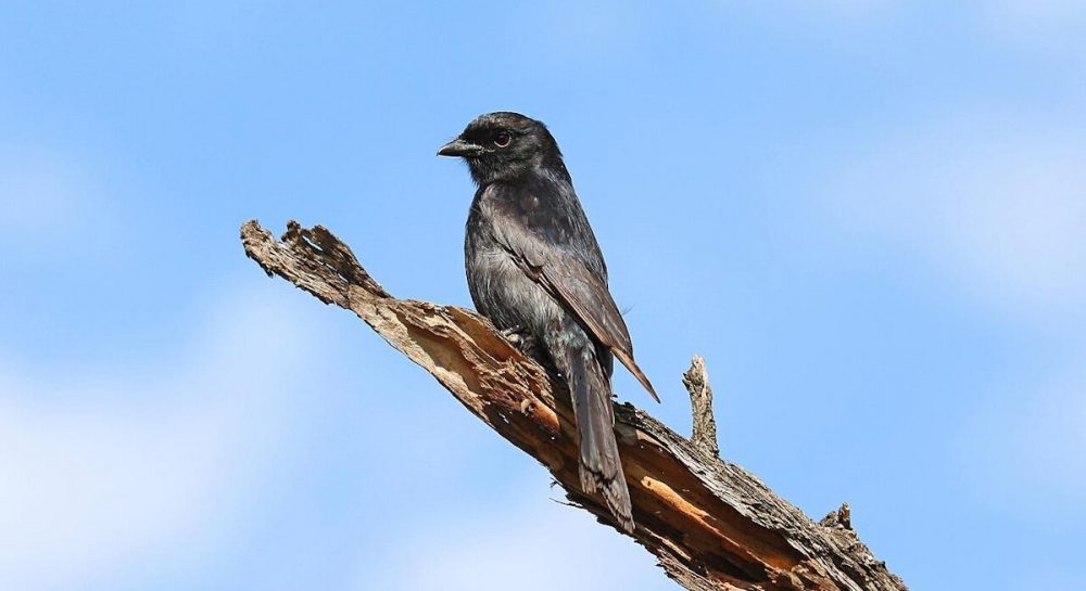 Ученые нашли птицу, которая врет другим животным ради собственной выгоды, - Forbes Kép