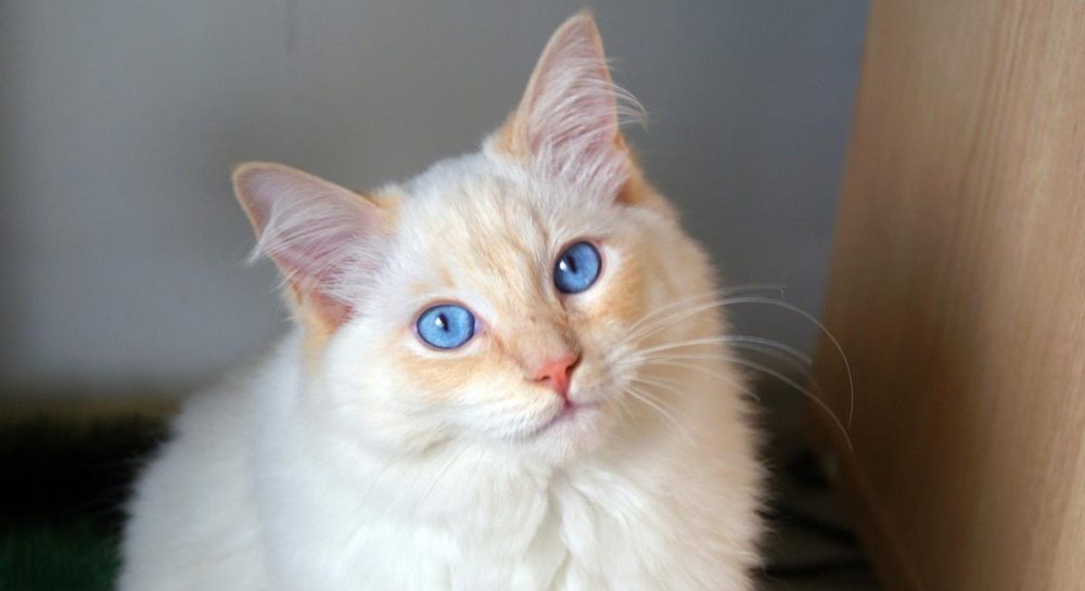 Какие кошки самые красивые в мире: ветеринар назвала топ-6 великолепных пород Kép