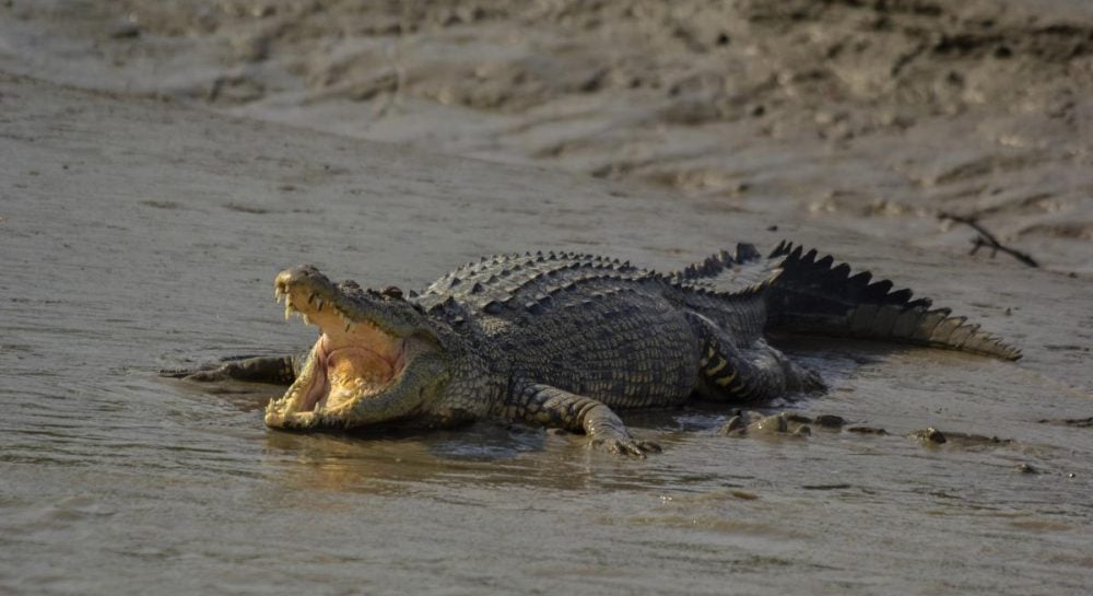 У Португалії вчені виявили найдавніші яйця крокодилів