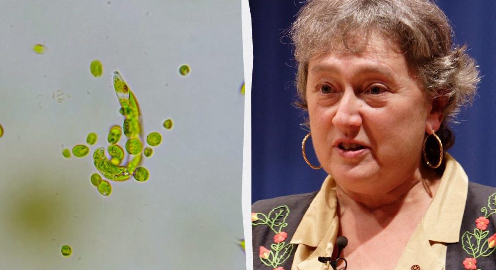 Які є теорії походження життя