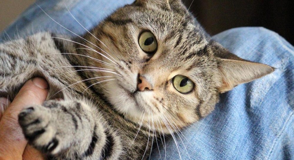 Как понять, что кот вас уважает: эксперты перечислили 7 признаков Kép