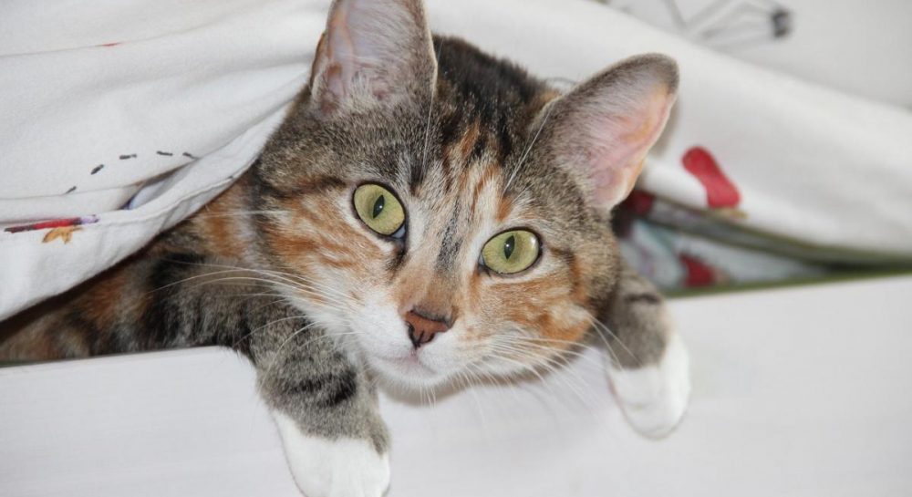 Почему кошки такие любознательные: ветеринары назвали 7 причин Kép