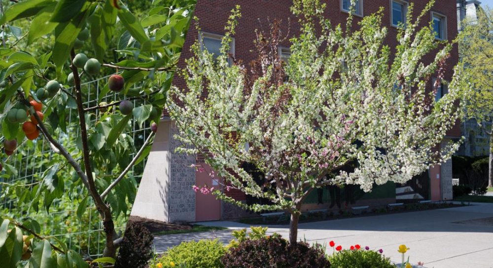 "Дерево 40 фруктов": рекордное дерево-сад создал садовник и художник Kép