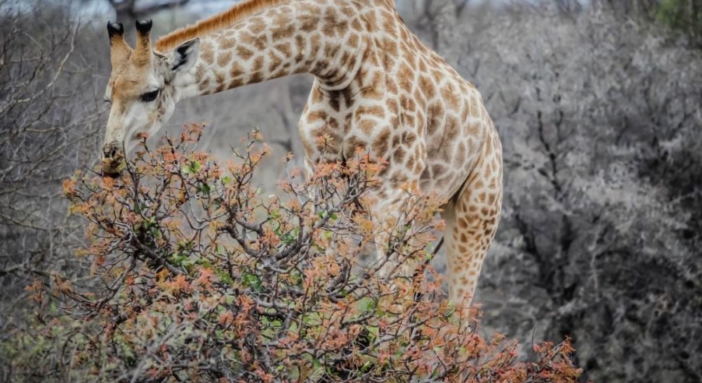 Деревья разработали "химический язык" для тайной коммуникации: как он работает Kép