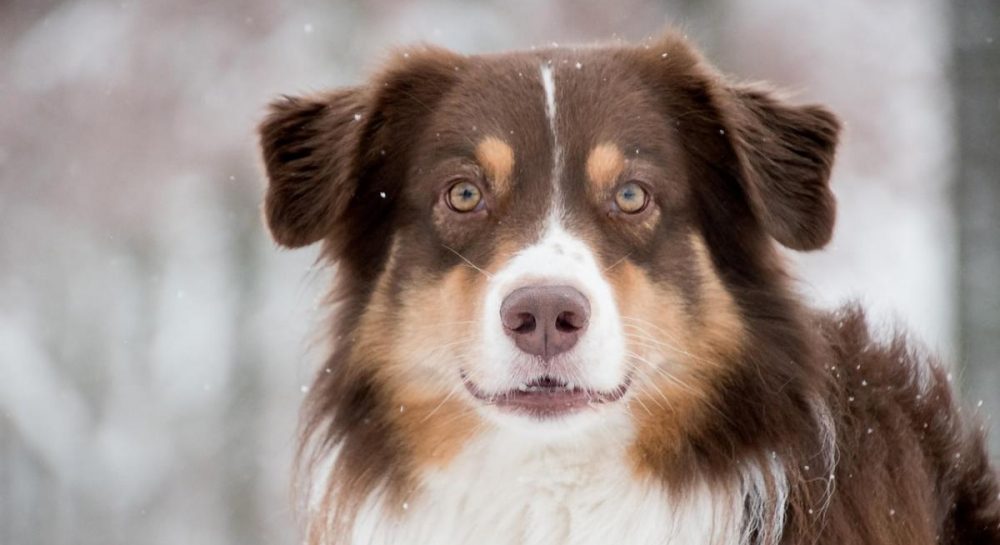 Почему собаки кладут лапы на человека: дрессировщица объяснила, что означает этот жест Kép