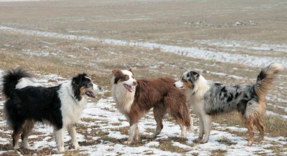 Какая порода собак самая легкая в дрессировке: эксперты назвали умного и надежного друга Kép