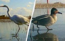 Как в Одесской области птицы ищут пищу по замерзшим лиманам (фото)