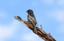 Вчені знайшли птаха, який бреше іншим тваринам заради власної вигоди, - Forbes