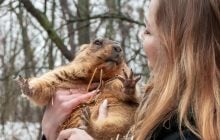 Коли в Україні настане весна: харківський бабак дав свій прогноз