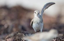 У світі є птах, який може пролетіти понад 13 000 км без зупинки: як йому це вдається