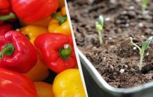 Уже пора сажать перец на рассаду: как это делать и какие даты самые удачные