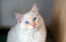 Які коти є найкрасивішими у світі: ветеринар назвала топ-6 чудових порід