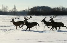 В екопарку під Києвом мешкає понад сотня оленів – чи можна до них наблизитися (фоторепортаж)