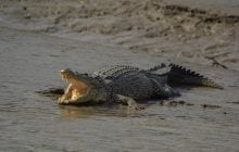 В чем разница между крокодилом и аллигатором: где водятся опасные хищники