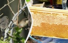 Африканцы научились разговаривать с птицами, чтобы найти мед, и их "язык" развивается