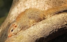 Может пить алкоголь целый день, но никогда не опьянеет и не получит похмелье: что это за животное