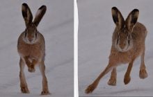 Как будто завис над землей: возле Чернобыля поймали в кадр зайца