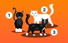 Какого котенка вы выберете: психологический тест на характер