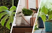 10 комнатных растений, которые отлично растут при искусственном освещении