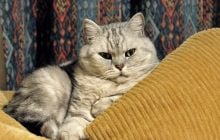 Які коти є самостійними та не потребують багато уваги: ветеринари назвали 5 незалежних порід