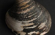 Мешкає на глибині до 400 метрів: яка найдревніша з нині живих істот у світі