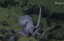 Підводна ущелина біля вулкана служить домівкою для 20 000 дивовижних істот: хто там живе (відео)