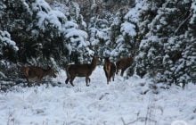Справжні зірки: біля Чорнобиля зафіксували оленів