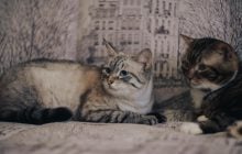 Ветеринари пояснили, в чому різниця між пам'яттю людей та котів