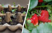 Пора сажать рассаду клубники: вот какие дни самые удачные - ягоды будут огромными