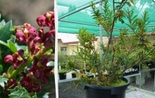 Завдяки клонуванню рослина з Австралії прожила 43 тисяч років, і збирається продовжувати