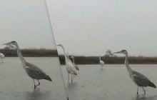 Не лякаються "Шахедів": на Одещині великі птахи шукають здобич у водоймах (відео)