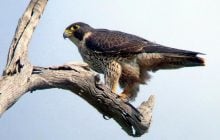 Развивает скорость более 320 км/ч: в Одесской области зафиксировали необычную птицу (видео)