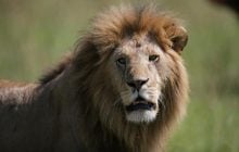 Настоящие защитники: названы 5 пород собак, которые были выведены для борьбы со львами