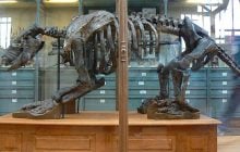 Лазер допоміг вченим розкрити рецепт розчину, яким Дарвін "запечатав" свою колекцію тварин