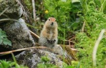 Арктична білка "вимикає" мозок на 8 місяців і не вмирає: біологи пояснили цей феномен