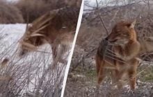 На Одещині помітили "золотистого вовчика": науковець пояснив, що шукає хижак (відео)