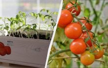 Крепкая рассада помидоров получится только в эти дни: календарь посева на 2026 год