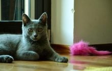 Які коти не потребують особливого догляду: ветеринар назвала топ-5 самостійних порід