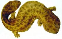 В Японии скрывается огромный древний хищник, сеющий хаос в экосистеме