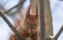 Сегодня киевлян ждет 10-градусный мороз