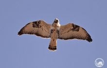 Возле Чернобыля заметили хищную птицу с мохнатыми лапами (фото)