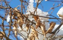 20-градусні морози вдарять по Україні на вихідних, - синоптик