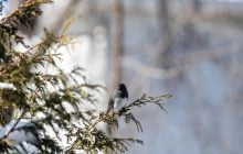 12 февраля в Киеве потеплеет до "плюсов"